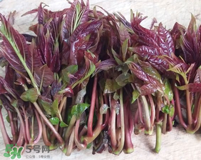 香椿什么味道？香椿吃起來什么味道？