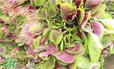 莧菜根能吃嗎?莧菜根可以吃嗎? 莧菜根能吃嗎?莧菜根可以吃嗎?