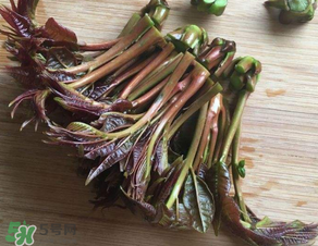 香椿可以曬干嗎？香椿怎么曬干？