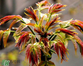 香椿可以冷凍嗎？香椿凍了能吃嗎？