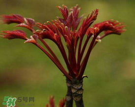 香椿能放冰箱嗎？香椿放冰箱能保存多久？