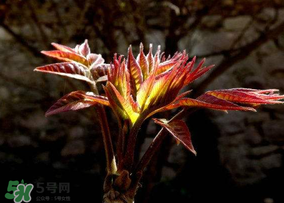 香椿能放冰箱嗎？香椿放冰箱能保存多久？