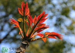 香椿苦能吃嗎？香椿苦怎么做好吃？