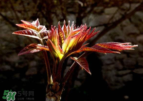 香椿苦能吃嗎？香椿苦怎么做好吃？