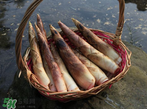 竹筍為什么澀？竹筍如何去澀？