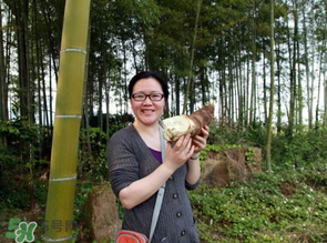 竹筍什么時候挖？竹筍幾月挖？