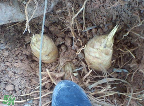 竹筍什么時候挖？竹筍幾月挖？