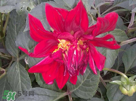 五月份什么花開？五月份開什么花？