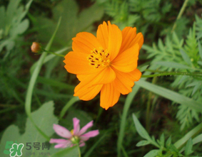 五月份什么花開？五月份開什么花？