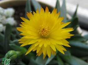 五月份什么花開？五月份開什么花？