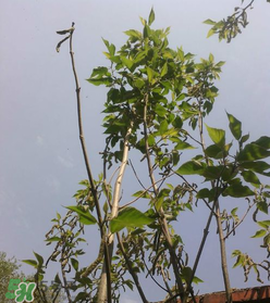 構樹穗怎么做好吃？構樹穗的做法是什么？