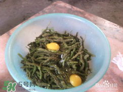 構樹穗怎么做好吃？構樹穗的做法是什么？