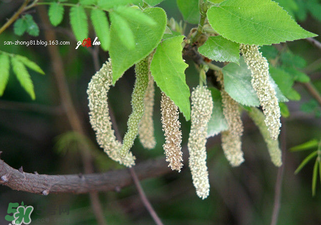 構樹穗怎么做好吃？構樹穗的做法是什么？