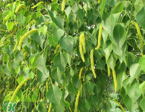 構樹穗怎么做好吃？構樹穗的做法是什么？