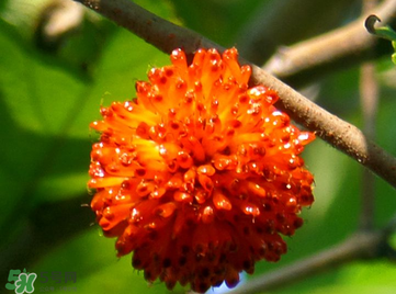 構(gòu)樹果實(shí)能吃嗎？構(gòu)樹果實(shí)孕婦能吃嗎？