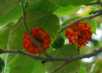 構(gòu)樹果實(shí)能吃嗎？構(gòu)樹果實(shí)孕婦能吃嗎？