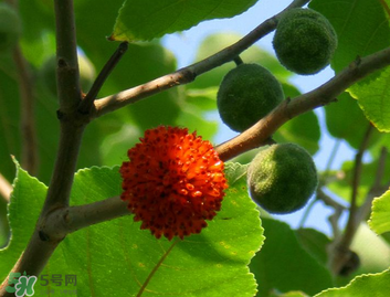 構(gòu)樹果實(shí)能吃嗎？構(gòu)樹果實(shí)孕婦能吃嗎？