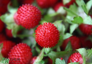 蛇莓孕婦能吃嗎？孕婦能吃蛇莓嗎？