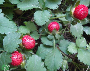 蛇莓孕婦能吃嗎？孕婦能吃蛇莓嗎？