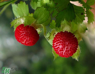 蛇莓孕婦能吃嗎？孕婦能吃蛇莓嗎？