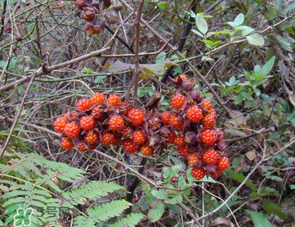 山莓孕婦能吃嗎？山莓孕婦可以吃嗎？