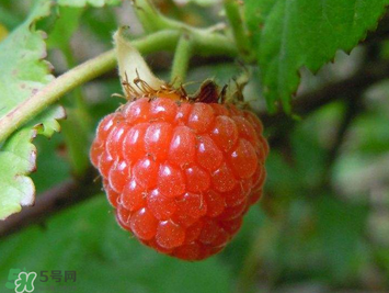 山莓孕婦能吃嗎？山莓孕婦可以吃嗎？