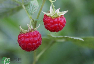 山莓孕婦能吃嗎？山莓孕婦可以吃嗎？