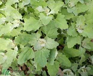 灰灰菜孕婦可以吃嗎？灰灰菜孕婦能吃嗎？