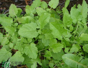 灰灰菜孕婦可以吃嗎？灰灰菜孕婦能吃嗎？