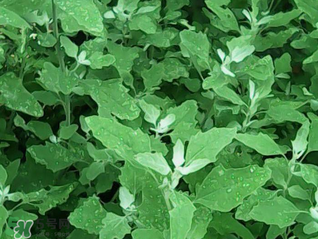 灰灰菜孕婦可以吃嗎？灰灰菜孕婦能吃嗎？