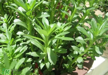 救心菜孕婦能吃嗎？救心菜孕婦可以吃嗎？