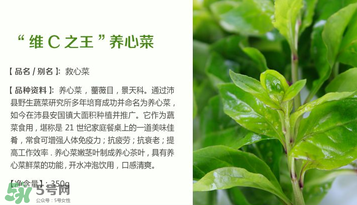 救心菜孕婦能吃嗎？救心菜孕婦可以吃嗎？