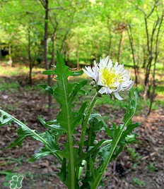 婆婆丁孕婦能吃嗎？婆婆丁孕婦可以吃嗎？