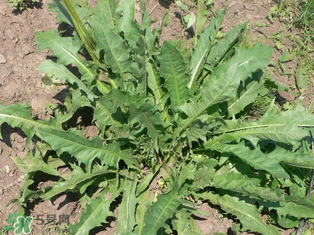 婆婆丁孕婦能吃嗎？婆婆丁孕婦可以吃嗎？