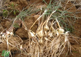 小根蒜孕婦能吃嗎？小根蒜孕婦可以吃嗎？