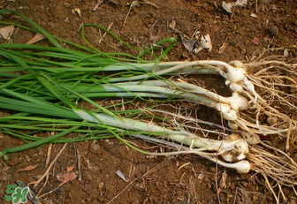 小根蒜孕婦能吃嗎？小根蒜孕婦可以吃嗎？