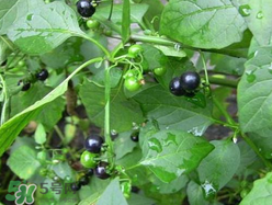 孕婦可以吃龍葵菜嗎？龍葵菜孕婦可以吃嗎？