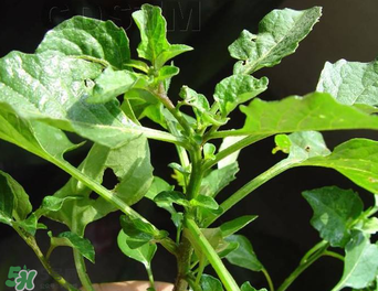 孕婦可以吃龍葵菜嗎？龍葵菜孕婦可以吃嗎？