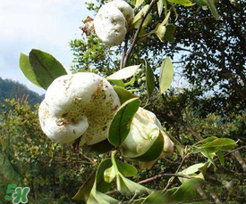 茶耳孕婦能吃嗎？孕婦能吃茶耳嗎？