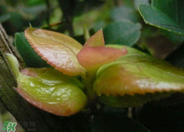 茶耳孕婦能吃嗎？孕婦能吃茶耳嗎？