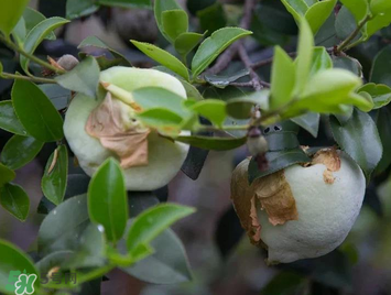 茶耳孕婦能吃嗎？孕婦能吃茶耳嗎？