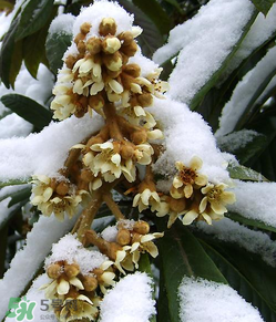 枇杷花孕婦能喝嗎？枇杷花孕婦可以喝嗎？