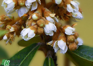 枇杷花怎么煮水止咳？枇杷花煮水的做法