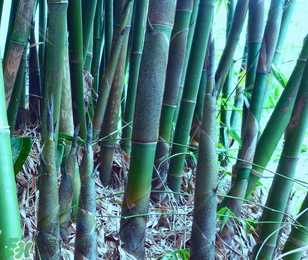 竹筍能放冰箱嗎？竹筍放冰箱怎么保存？