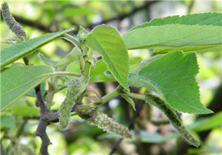 構(gòu)樹穗怎么做好吃？構(gòu)樹穗的做法是什么？