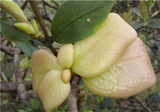 茶耳孕婦能吃嗎？孕婦能吃茶耳嗎？