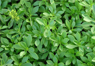 救心菜孕婦能吃嗎？救心菜孕婦可以吃嗎？