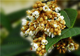 枇杷花孕婦能喝嗎？枇杷花孕婦可以喝嗎？