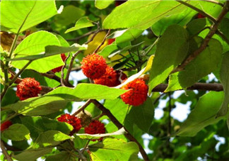 構(gòu)樹果實能吃嗎？構(gòu)樹果實孕婦能吃嗎？