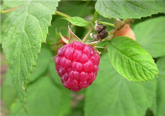 山莓孕婦能吃嗎？山莓孕婦可以吃嗎？